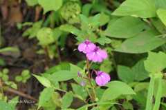 Impatiens balsamina